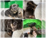 Small Photo #16 French Bulldog Puppy For Sale in CARROLLTON, TX, USA