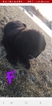 Small Photo #2 Newfoundland Puppy For Sale in CHILI, WI, USA