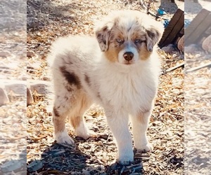 Australian Shepherd Dog for Adoption in COLORADO SPRINGS, Colorado USA