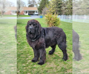 Father of the Newfoundland puppies born on 03/28/2026