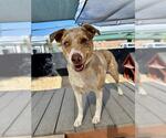 Small #1 Mutt