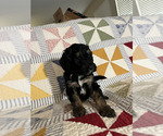 Small Photo #6 Bernedoodle Puppy For Sale in SUNNYVALE, CA, USA