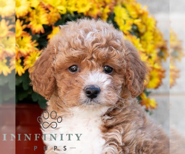Medium Photo #4 Poodle (Miniature) Puppy For Sale in DORNSIFE, PA, USA