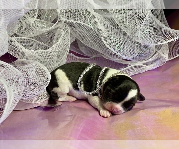 Medium Photo #8 Bullhuahua-Chihuahua Mix Puppy For Sale in RAWSONVILLE, MI, USA