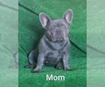 Small Photo #7 French Bulldog Puppy For Sale in N LAS VEGAS, NV, USA