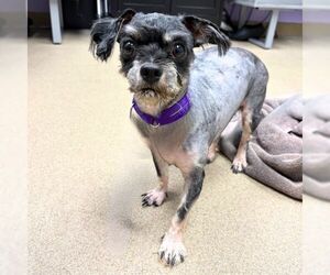 Lhasa Apso-Unknown Mix Dogs for adoption in Aurora, CO, USA