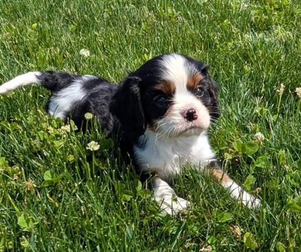 Medium Photo #16 Cavalier King Charles Spaniel Puppy For Sale in GOSHEN, IN, USA