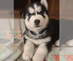 Puppy Puppy 2 Siberian Husky