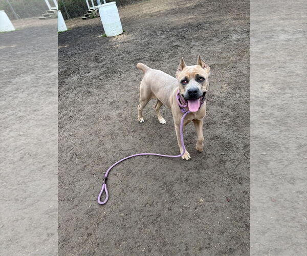 Medium Photo #1 Mutt Puppy For Sale in Virginia Beach, VA, USA