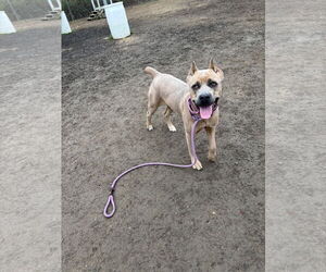 Mutt Dogs for adoption in Virginia Beach, VA, USA