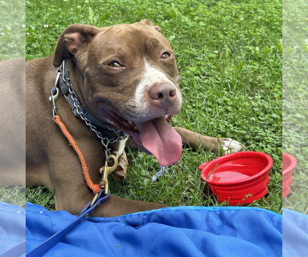Medium Photo #2 American Pit Bull Terrier-American Staffordshire Terrier Mix Puppy For Sale in Techny, IL, USA