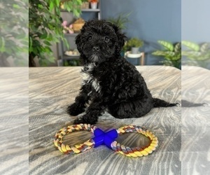 YorkiePoo Puppy for sale in GREENWOOD, IN, USA