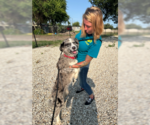 Small #2 Australian Shepherd-Collie Mix