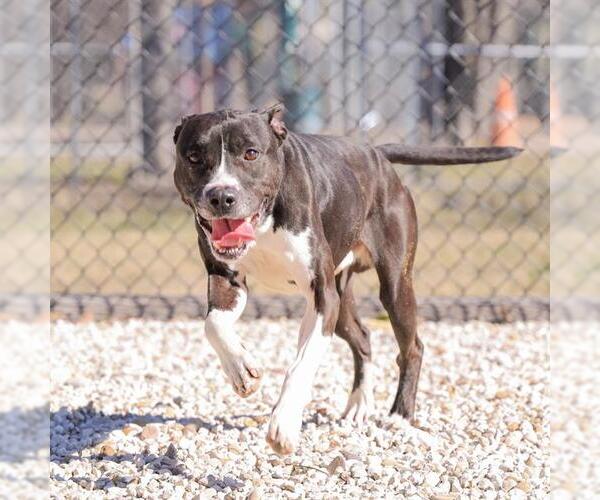 Medium Photo #2 American Pit Bull Terrier-Unknown Mix Puppy For Sale in Waco, TX, USA