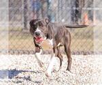 Small #1 American Pit Bull Terrier Mix
