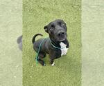 Small #1 American Pit Bull Terrier Mix