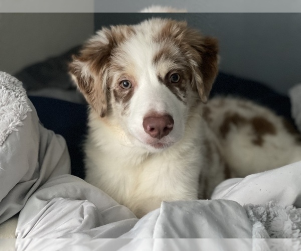 Medium Photo #10 Border Collie Puppy For Sale in EVERETT, WA, USA