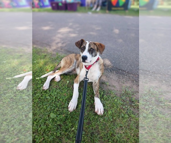 Medium Photo #3 Mutt Puppy For Sale in Minneapolis, MN, USA