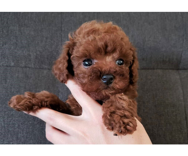 Medium Photo #1 Poodle (Toy) Puppy For Sale in FULLERTON, CA, USA