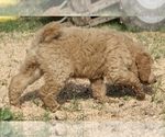 Small #48 Poodle (Standard)
