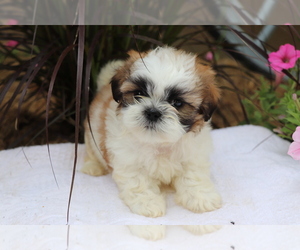 Shih Tzu Puppy for sale in SHILOH, OH, USA