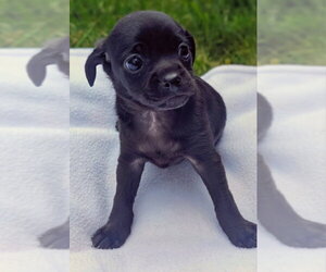Chihuahua-Unknown Mix Dogs for adoption in Olalla, WA, USA