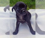 Small Chihuahua Mix