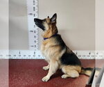 Small #13 German Shepherd Dog
