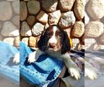 Puppy Scout English Springer Spaniel