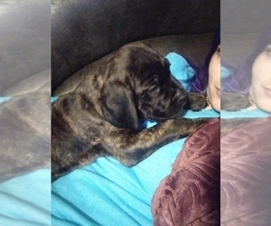 Cane Corso Puppy for sale in MEDARYVILLE, IN, USA