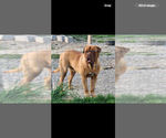 Small Photo #13 Dogue de Bordeaux-Muscle Mastiff Mix Puppy For Sale in COOKEVILLE, TN, USA