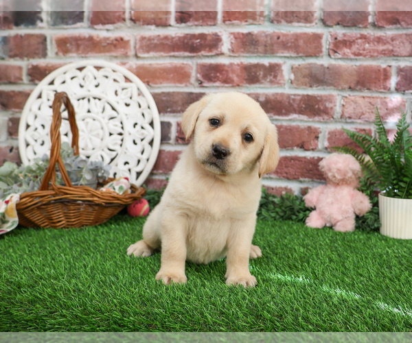 Medium Photo #1 Labrador Retriever Puppy For Sale in SYRACUSE, IN, USA