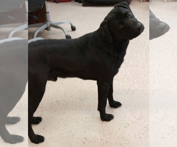 Medium Photo #4 Labrador Retriever-Unknown Mix Puppy For Sale in York, SC, USA