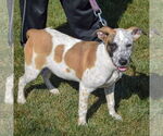 Small #3 American Staffordshire Terrier-Boxer Mix