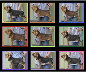 Bloodhound Puppy for sale in CONNELLYS SPRINGS, NC, USA