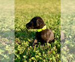 Small Photo #6 Great Dane Puppy For Sale in LEITCHFIELD, KY, USA