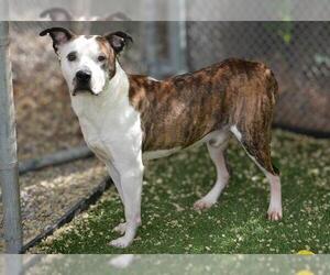 Mutt Dogs for adoption in West Valley, UT, USA