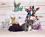 Small #3 Chihuahua