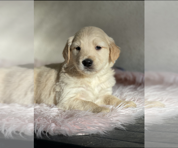 Medium Photo #5 Golden Retriever Puppy For Sale in CHURCHVILLE, VA, USA