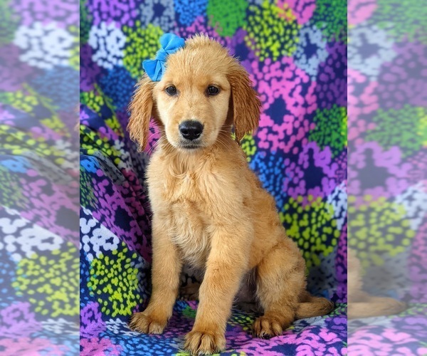 Medium Photo #2 Golden Retriever Puppy For Sale in OXFORD, PA, USA