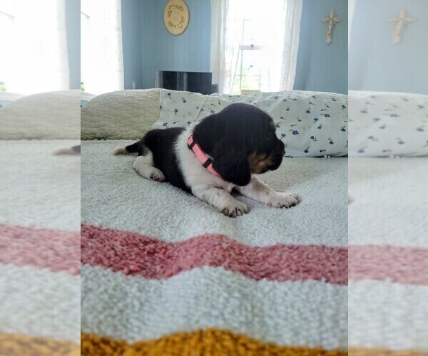 Medium Photo #7 Basset Hound Puppy For Sale in PETERSBURG, IN, USA