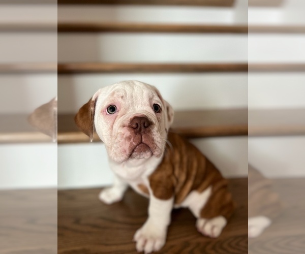 Medium Photo #4 Olde English Bulldogge Puppy For Sale in BILOXI, MS, USA