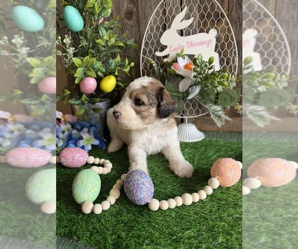 Medium Photo #14 Saint Berdoodle Puppy For Sale in PAW PAW, MI, USA