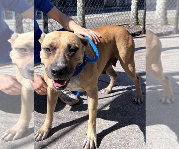 Medium Photo #5 Mutt Puppy For Sale in Pompano Beach , FL, USA