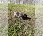 Small Photo #21 German Shorthaired Pointer Puppy For Sale in ELIZABETH CITY, NC, USA
