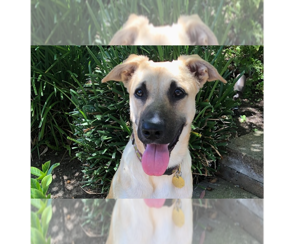 Medium Photo #1 German Shepherd Dog Puppy For Sale in Cupertino, CA, USA