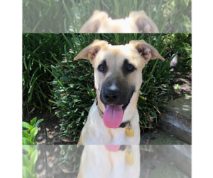 German Shepherd Dog Dogs for adoption in Cupertino, CA, USA