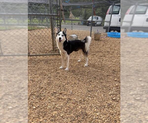 Medium Photo #2 Siberian Husky Puppy For Sale in Forestville, MD, USA