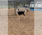 Small #1 Siberian Husky