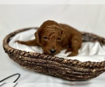 Small #1 Goldendoodle